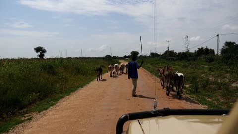 When you in Safari Tarangire National park _ ТАНЗАНИЯ