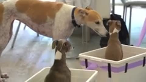 A Dog Training Video