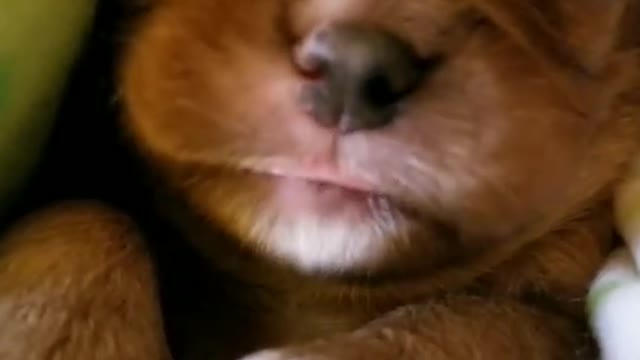 cute puppy sleeping and dreaming strong