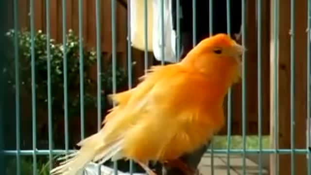 The most beautiful sounds of birds