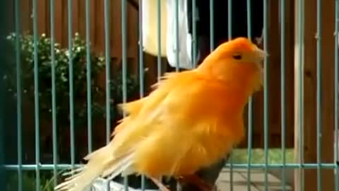 The most beautiful sounds of birds