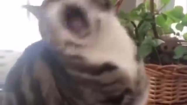 Funny Cats Video1