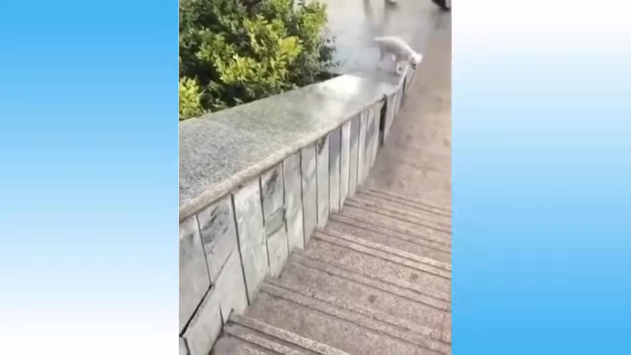 Cute Pets And Funny Animals Compilation Part No 1