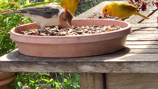 Red Crested Cardinal Teenager and Saffron Finch Mated Pair