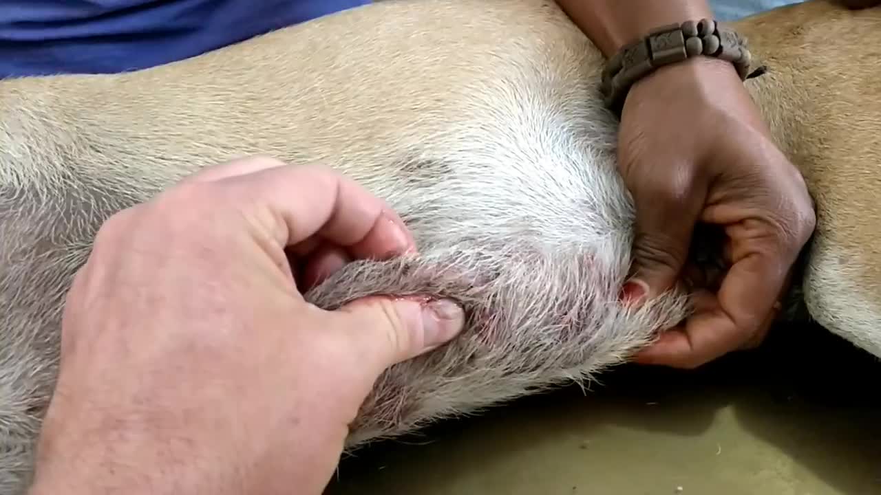 Removal mangoworm in dog