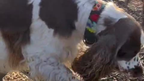 Dog Performs Multiple Activities While Playing at Playground