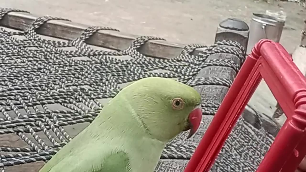 When Parrot see in mirror then Parrot talking to pattu