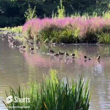 🌅Peaceful Lake View with Birds Chilling! Vol 168 #echoplanet