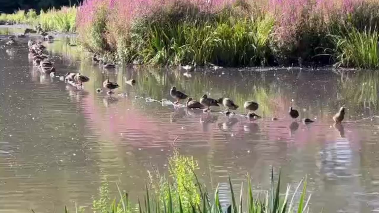 🌅Peaceful Lake View with Birds Chilling! Vol 168 #echoplanet