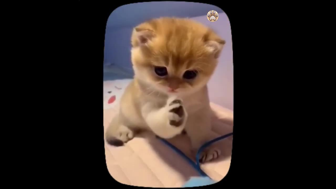 Adorable Baby Cat Moments