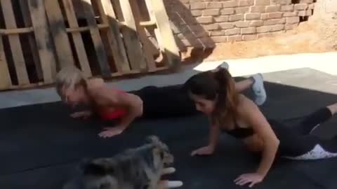 Doge Doing workout with girls