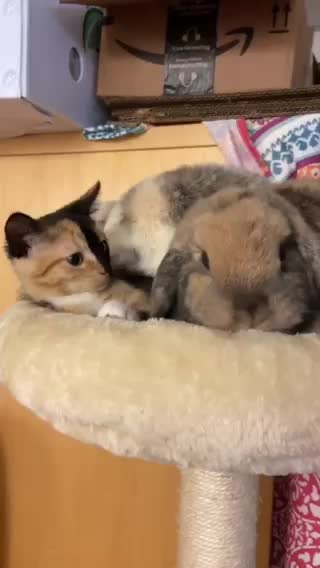 Litsa snuggles with bunnies