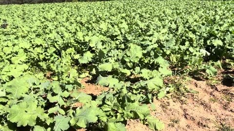 Beautiful Radish Farm