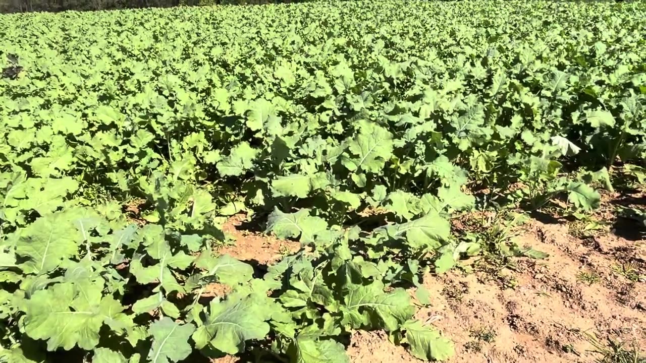 Beautiful Radish Farm