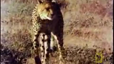 Lives of Cheetahs Fast and Furious