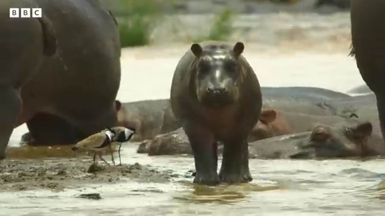 Hippos take on crocodiles for best sunbathing spot _