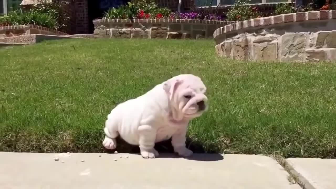 The coolest dogs on the planet.
