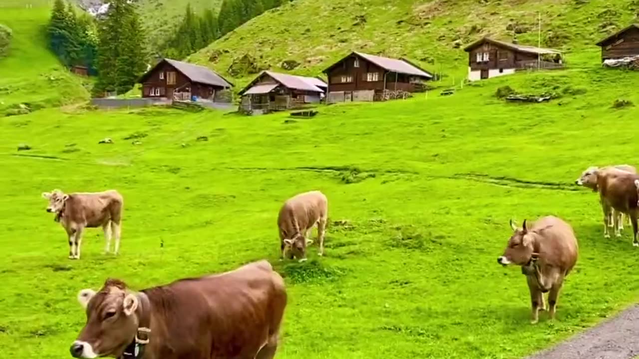 jammu kashmir