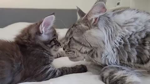 Dad Cat Meets His Kittens For the First Time!