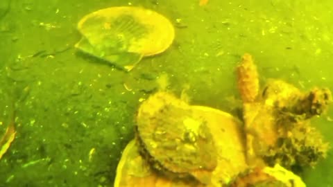 Japanese scallops settling on top of each other