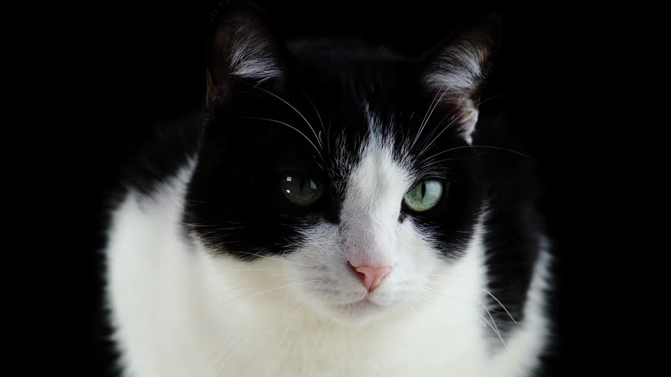 The Most Beautiful Cat - Black and white