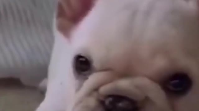 cute dog make you fall inlove