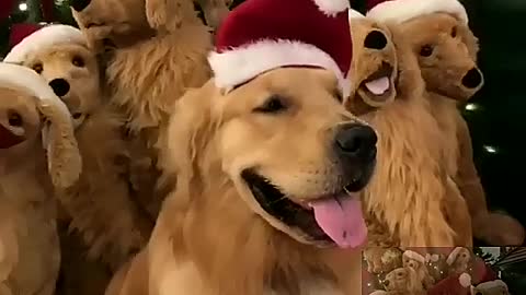 Christmas dog