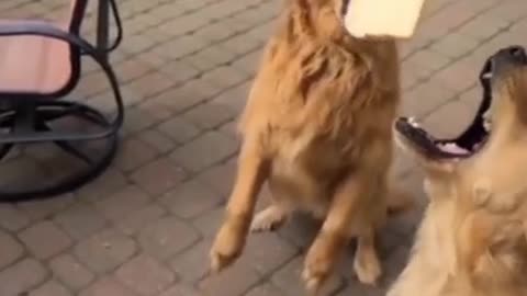 Animals Clips🐶_ Best Funny Pet Animals Clips🤣_ Zero Pet #shorts