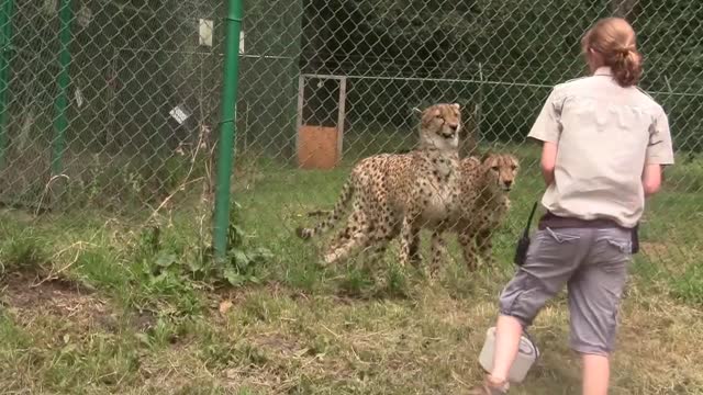 Talkative Cheetahs