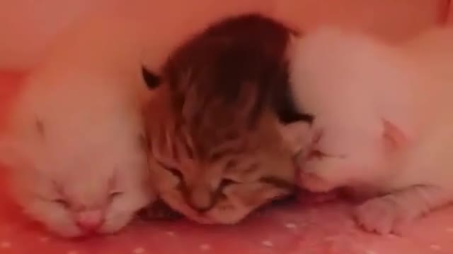 Awww. ll cut baby cats ll cuteness overdose