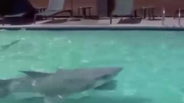 Do i want it or need it🦈🤩