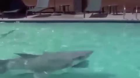 Do i want it or need it🦈🤩