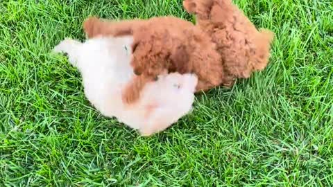 cute fluffy pups plays with each other.