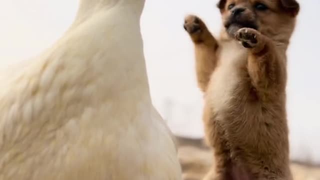 The dog treats the duck as its mother, and eyes are full of dependence and love