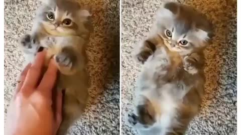 watch a kitten's 🐈reaction as it is being caressed