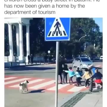 good news for the crossing guard dog. - school crossing guard positions open in madison