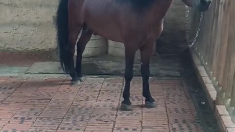 A smaller horse; but also looks strong