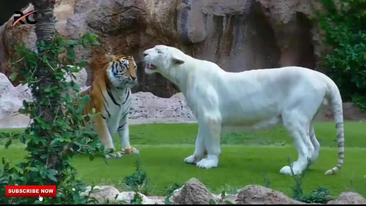 Tiger Vs Tiger 2021