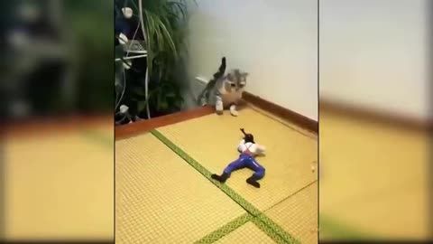 Videos de gatos fofinhos