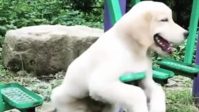 My dog enjoys it