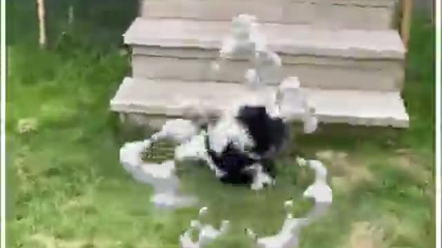 Simple fails happen when pets are too clumsy to act. ViralSnare