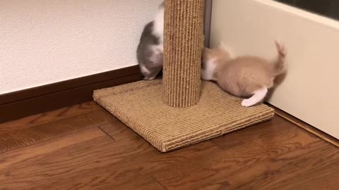 Two cute little cats are playing.