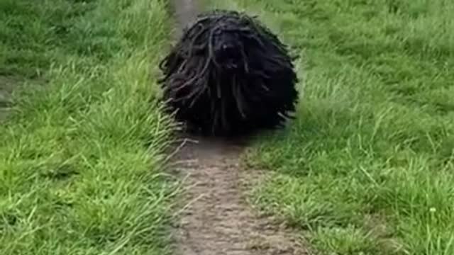 Funny Animals 🤣 is it a Dog or 🐶, Try Not To LAUGH!!!