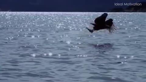 The Eagle Mentality - Best Motivational Video