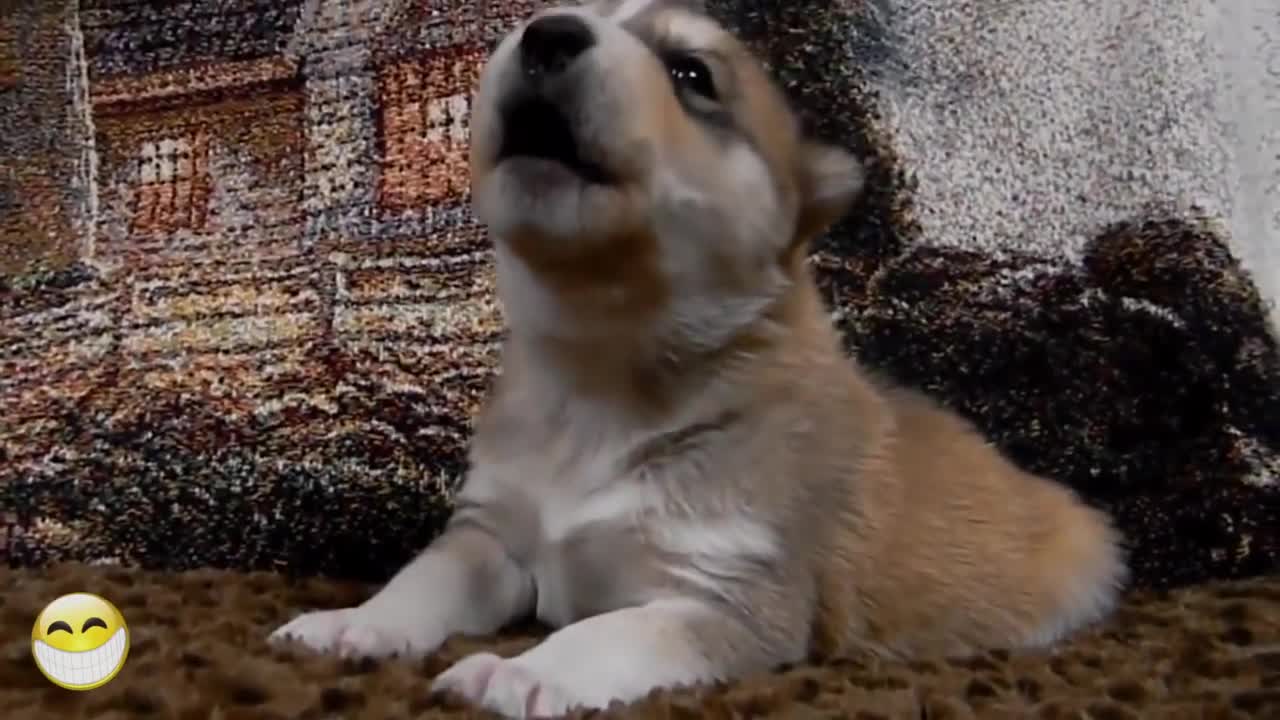 Best of Puppies 2021 Part 1