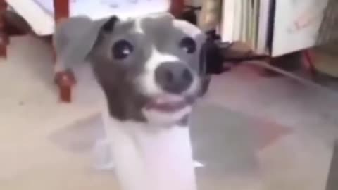 Funny Animal Video