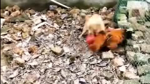 Chicken vs. Dog Fight!!! HILAROUS!!!