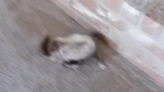 Fern the Ferret Tubing and War Dancing