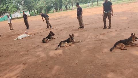 Dog training।। hand handling