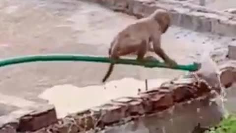 What u call this monkey ?